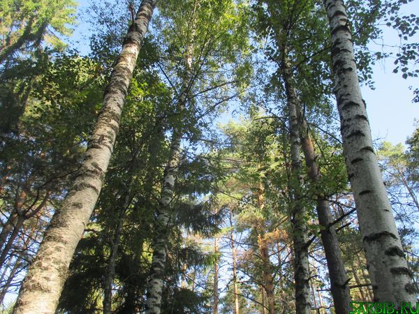 День леса и день посёлка