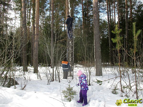 День птиц